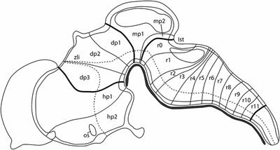 An Update on the Molecular Mechanism of the Vertebrate Isthmic Organizer Development in the Context of the Neuromeric Model